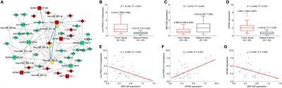 Lnc-PKD2-2-3/miR-328/GPAM ceRNA Network Induces Cholangiocarcinoma Proliferation, Invasion and 5-FU Chemoresistance